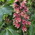 Panicle of showy pink-red flowers & palmately compound leaves.