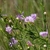 A. aspera purple flowers