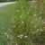 A. fasciculata form growing en masse