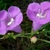 A.-fasciculata puple flowers with a white throat