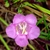 A. purpurea pinkish flower