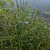 Form growing along a pond with pinkish flowers