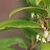 Close-up of foliage & down-facing, urn-shaped, white flowers