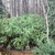 Dense shrub with long, horizontal shoots