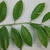 Stem with alternate, ovate leaves