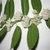 Stem with alternate, ovate leaves & axillary clusters of flowers
