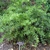Dense shrub with long, horizontal shoots