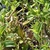Form of multiple plants in September in Potomac, Maryland