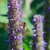 Attracts bees