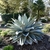 Agave ovatifolia March silver blue leaves