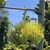 Flower stalk blooms once every 10-20 years