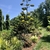 The Agave ovatifolia blooms every 10-20 years then dies