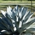 Plant form in Winter known as Whales Tongue