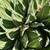 rigid dark green lines with white lines and sharp spines