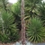 Tall flowering stalk