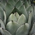 Close up the leaves in a rosette form