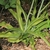 Entire plant showing a basal rosette of spear like green leaves