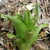 Young plant showing green long leaves in a bunch