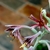 Closeup of the flower