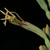 thin, long green flower base with conspicuous anthers at the top