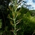 Inflorescence on a flowering stem