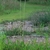Thin long green flowering stem