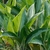 Aglaonema nitidum
