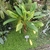 Aglaonema nitidum