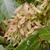 fruits - Halifax Co., NC