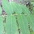 Leaflet auricles at the base, serrations