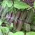 Ailanthus altissima