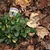 A newly planted rosette of dark glossy foliage