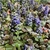 Ground cover with bronzy leaves & erect spikes of blue flowers.