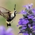 Close-up of a clear-wing moth visiting a spike of purple flowers