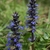 two erect spikes of blue flowers with white-lined lower lips