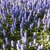Ground cover with erect spikes of lavender blue flowers.
