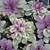 Rosettes of cream and green foliage; young leaves pink.