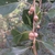 Acorns
