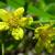 W. fragraroides