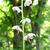 Pyrola elliptica
