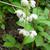 Pyrola elliptica