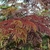 Form of a weeping tree with fern-like leaves