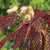 Frilly flowers and fern-like leaves