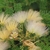 Whitish feathery flowers