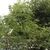 Form of the tree