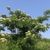 Form in bloom