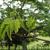 Albizia kalkora's leaves and bark