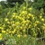 Form in bloom