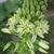 Flower of A.bracteata