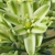 Flower of A.bracteata